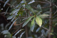 Myrsine laetevirens