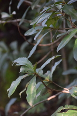 Myrsine laetevirens