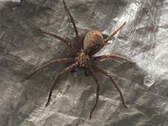 Heteropoda distincta