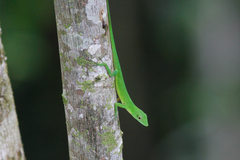 Anolis chloris