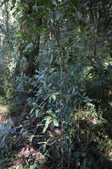 Myrsine laetevirens