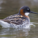 Red-necked Phalarope - Photo (c) Mike Baird, some rights reserved (CC BY)