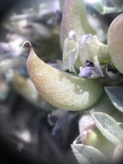 Astragalus castaneiformis