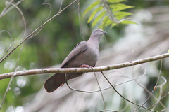 Patagioenas goodsoni