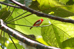 Chrysothlypis salmoni