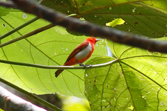 Chrysothlypis salmoni