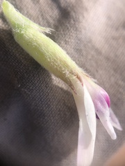 Astragalus castaneiformis