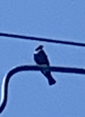 Euphagus cyanocephalus