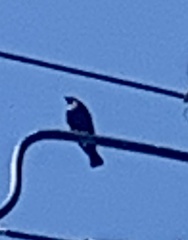 Euphagus cyanocephalus