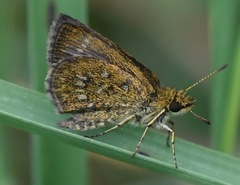 Aeromachus jhora