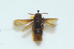 Rhynchium