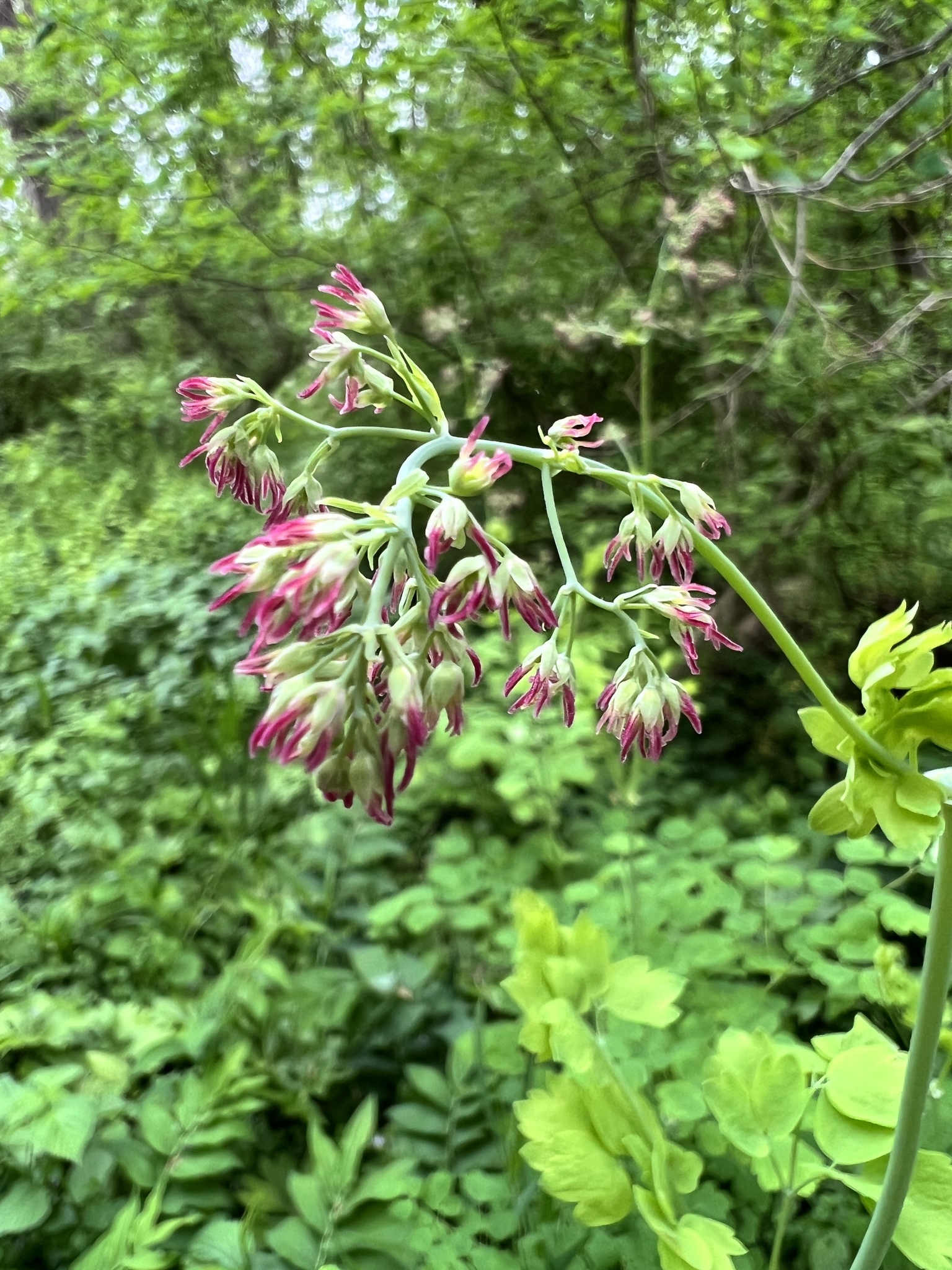 Thalictrum coriaceum