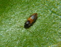 Horistonotus curiatus