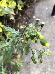 Senecio vulgaris