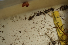 Ambystoma gracile