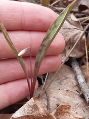 Erythronium propullans