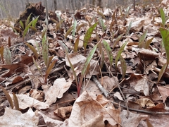 Erythronium propullans