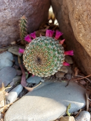 Mammillaria huitzilopochtli