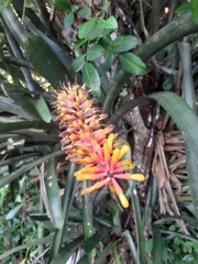 Aechmea kertesziae