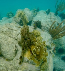 Callyspongia aculeata