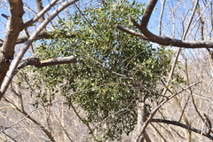 Phoradendron quadrangulare