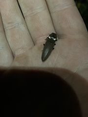 Ignelater havaniensis