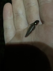 Ignelater havaniensis