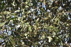 Phoradendron quadrangulare