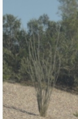 Fouquieria splendens