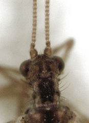 Micromus bifasciatus