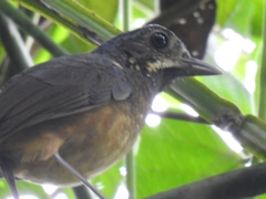 Grallaria guatimalensis