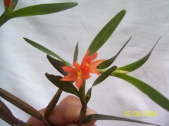 Scaphyglottis imbricata