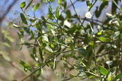 Phoradendron quadrangulare