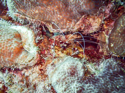 Banded coral shrimp