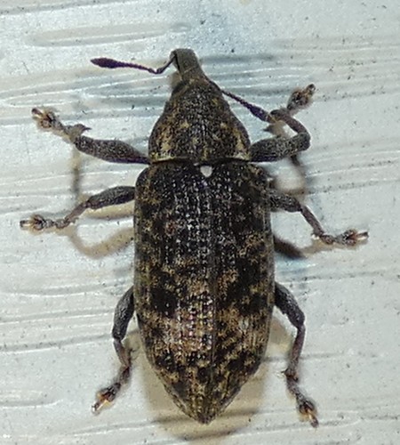 Hilipinus nearcticus