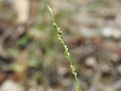 Setaria distans