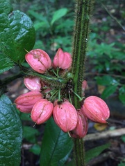 Paullinia baileyi