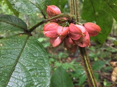 Paullinia baileyi