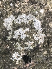 Trapelia placodioides