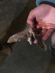 Pachysphinx occidentalis