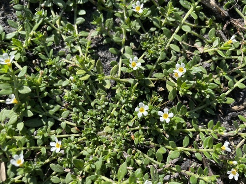 Euploca antillana