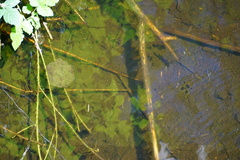 Ambystoma gracile