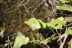 Echinodorus berteroi
