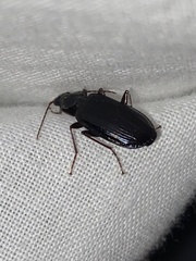 Platynus cincticollis