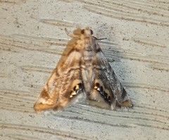 Eoparargyractis irroratalis