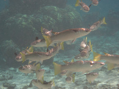 Ellochelon vaigiensis
