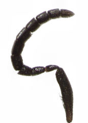 Dendrocerus