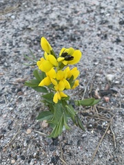 Thermopsis divaricarpa
