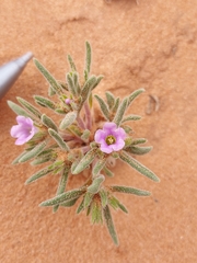 Nama parviflora