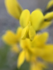 Thermopsis divaricarpa